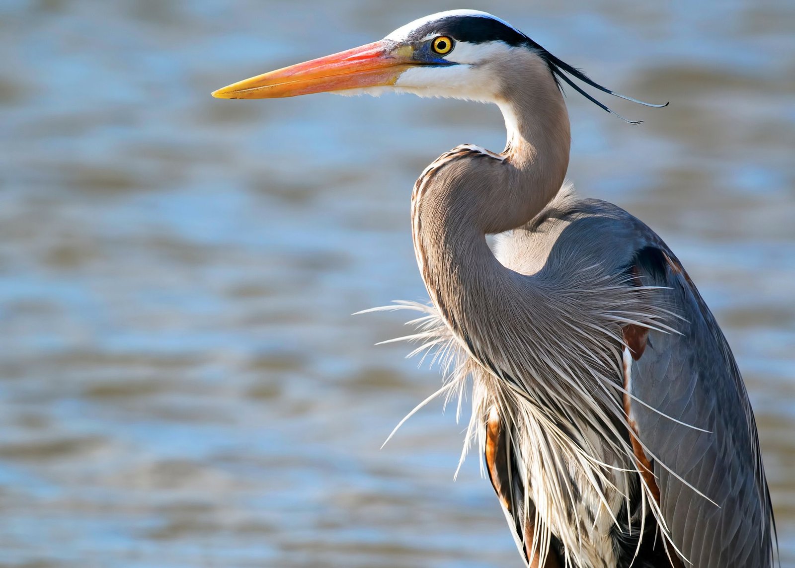 A Trituration Proving of Ardea Herodias: the Great Blue Heron