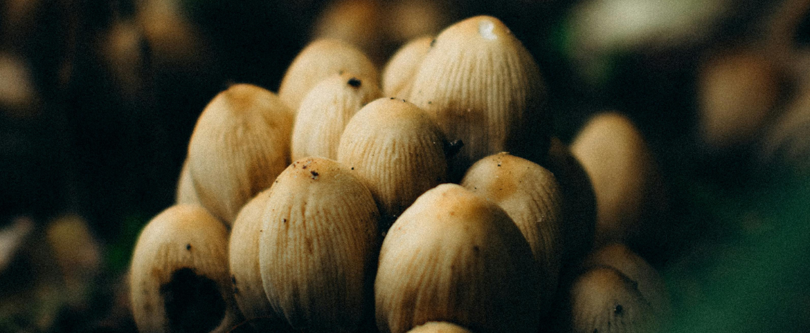 Wildcrafted Vs Cultivated Medicinal Plants and Mushrooms