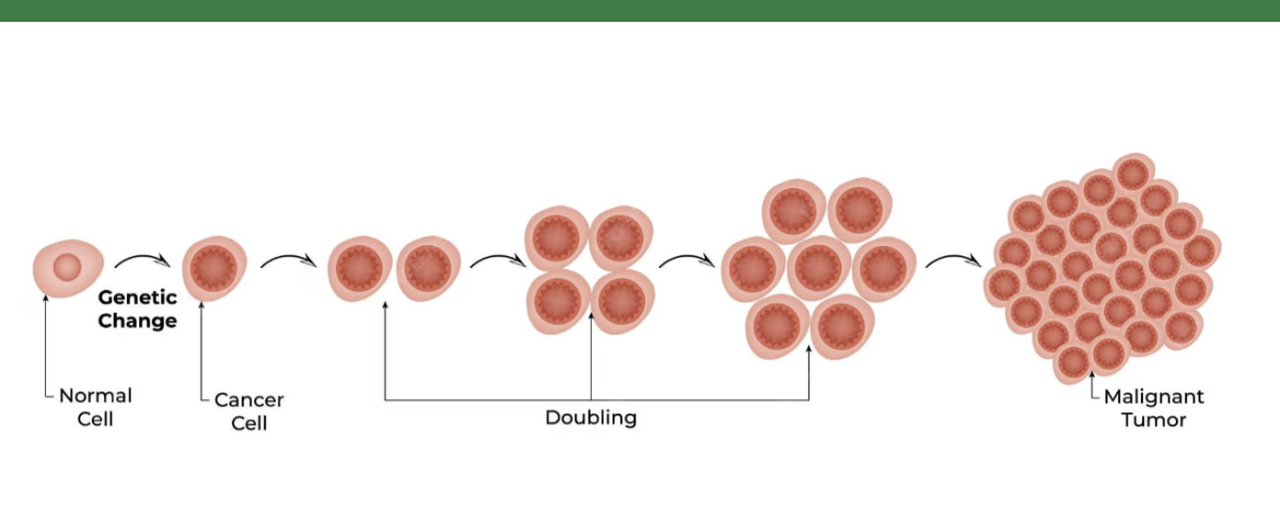 Cancer, Mitochondria, and Deuterium