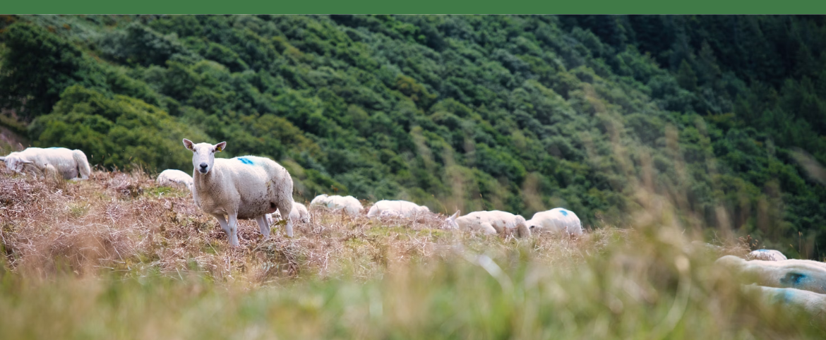 Ireland Taught Me That Wellness Starts Long Before Food Reaches Our Plate