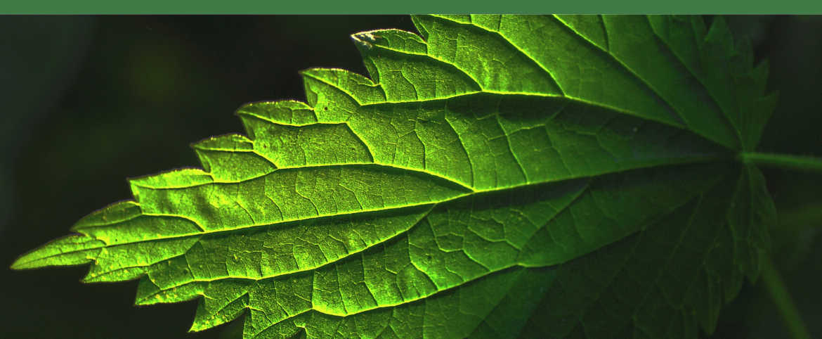 Nettle: Structure for the Spaces Between
