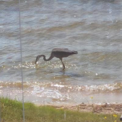 Proving: Ardea Herodias